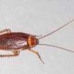 AMERICAN COCKROACH